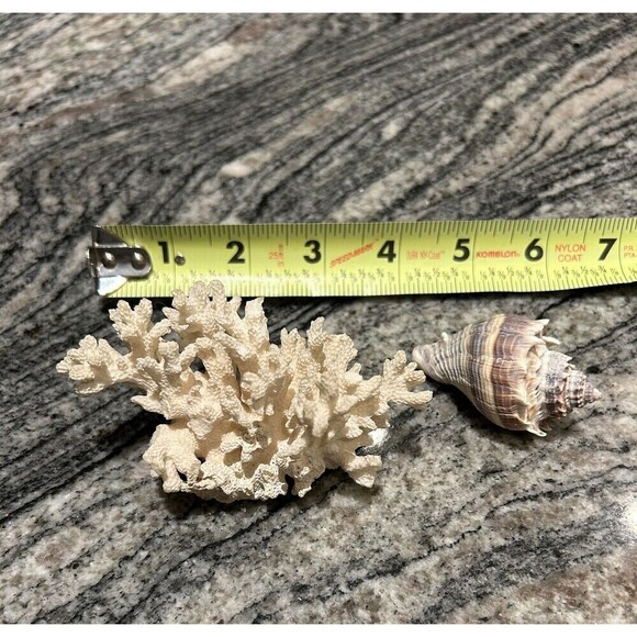 Natural White Sea Coral 4” & Purple Conch 3” Nautical Beach House Fish Tank - Picture 1 of 4
